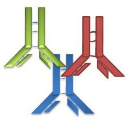 Secondary Antibodies