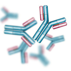 Primary Antibodies